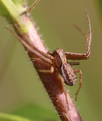 Spiracme striatipes