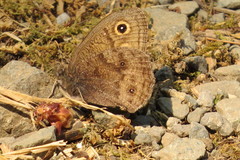 Cercyonis sthenele