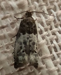 Notocelia rosaecolana