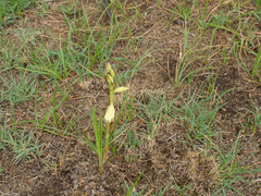 Eulophia welwitschii