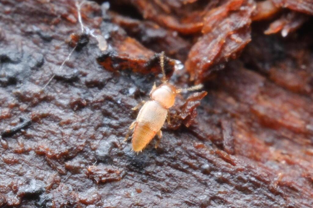 Ptinella aptera