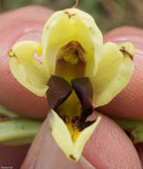 Eulophia welwitschii