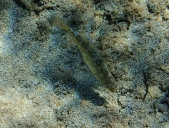 Symphodus cinereus