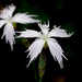 Dianthus mooiensis mooiensis - Photo (c) Richard Gill, algunos derechos reservados (CC BY-NC), subido por Richard Gill