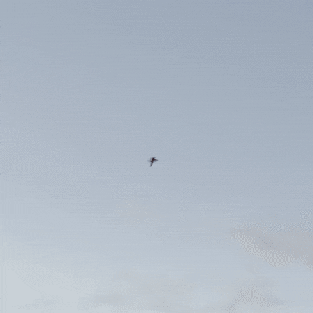 Barau's Petrel