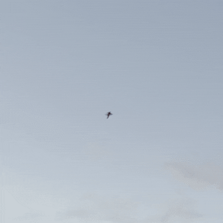 Barau's Petrel