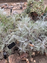 Constancea nevinii