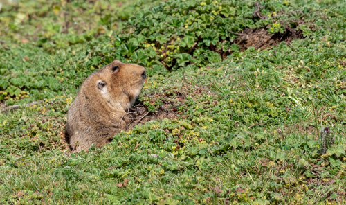 Big-headed Mole Rat