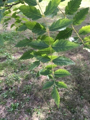 Koelreuteria paniculata