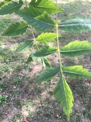 Koelreuteria paniculata