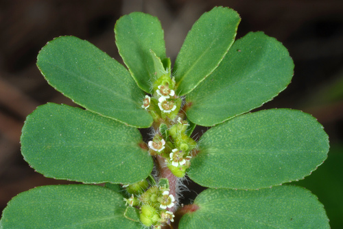 Mendez's Sandmat (Euphorbia mendezii)