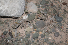 Pterocactus tuberosus