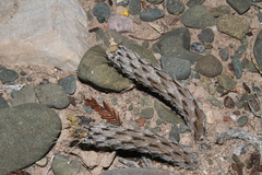 Pterocactus tuberosus