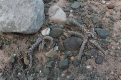 Pterocactus tuberosus