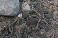 Pterocactus tuberosus