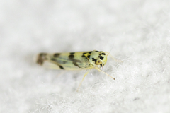 Eupteryx atropunctata