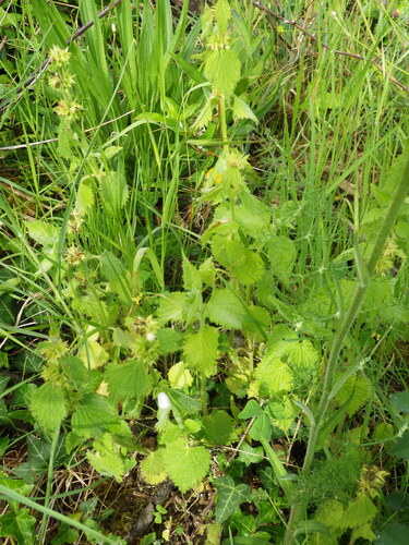 Image of Lamium flexuosum by (c) Pere Barnola, some rights reserved (CC BY-SA)