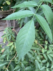 Sambucus nigra