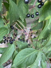 Sambucus nigra