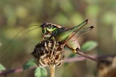 Eupholidoptera cephalonica