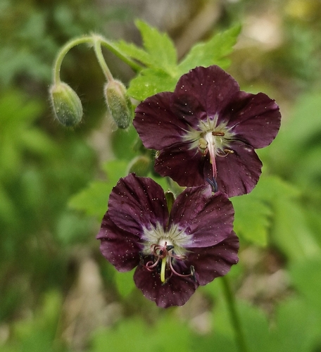 Dusky Crane's-bill