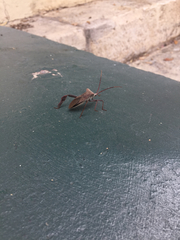 Acanthocephala declivis