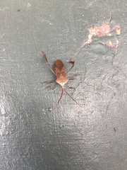 Acanthocephala declivis