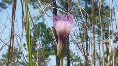 Cirsium lecontei