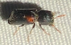 Xylobiops basilaris