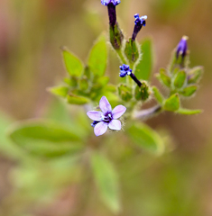 Allophyllum divaricatum