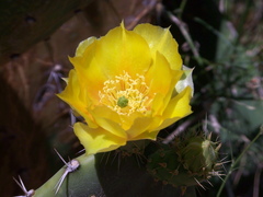 Opuntia robusta