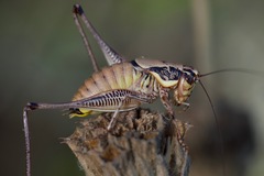 Eupholidoptera cephalonica