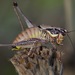 Eupholidoptera cephalonica - Photo (c) patrick smalley, algunos derechos reservados (CC BY-NC), subido por patrick smalley
