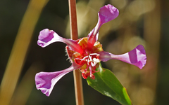 Clarkia unguiculata