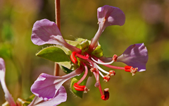 Clarkia unguiculata