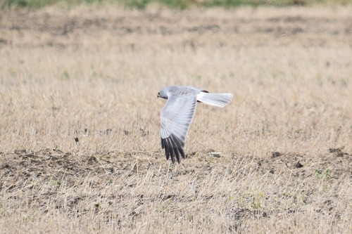 Hen Harrier