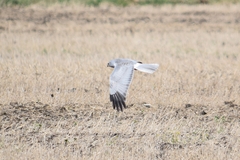 Hen Harrier photo 6