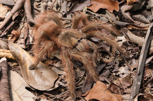 Brazilian Giant Blonde Tarantula