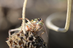 Eupholidoptera cephalonica