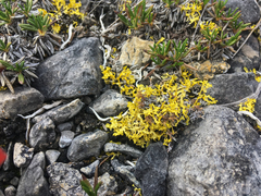 Vulpicida juniperinus