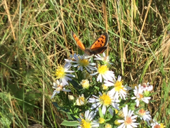 Lycaena phlaeas hypophlaeas