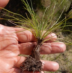 Isoetes butleri