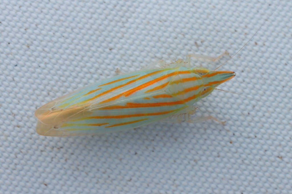 Xenovarta acuta