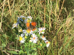 Lycaena phlaeas hypophlaeas
