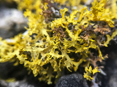 Vulpicida juniperinus