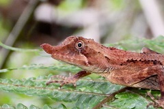 Rhinoceros Agama photo 4