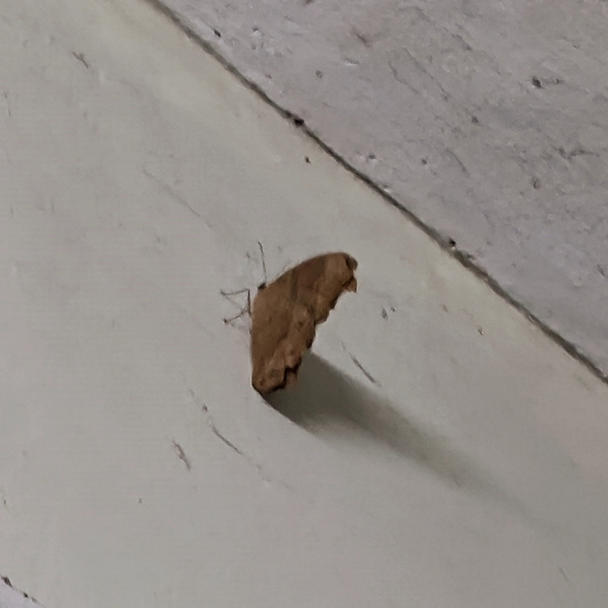 Common Evening Brown