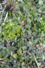 Primula frigida