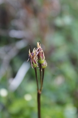 Primula frigida