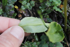 Primula frigida